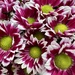 Chrysanthemums