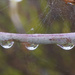 Tree Droplets