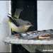Grey wagtail 
