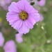 Pink Cosmos 