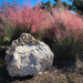 Muhly Grass