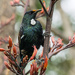 Tui with an orange cap