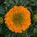 Marigold