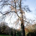 Tree at Renishaw Hall, Derbyshire