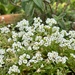 Sweet Alyssum