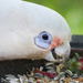 Little Corella