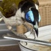 Blue faced honey eater…