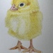 Chick