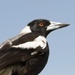 Magpie