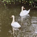 Swans