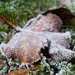 Frosted leaf