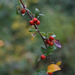 Cotoneaster
