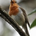 Hartsholme Robin 