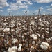 Cotton Field 