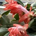 Christmas Cactus