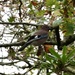 Hartsholme Jay 