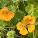 Nasturtiums