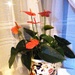Anthurium 