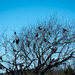 Plague of Grackles 