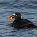 Surf Scoter