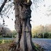 Gnarled Tree