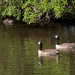 Canada Geese