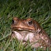 Cane toad by ubobohobo