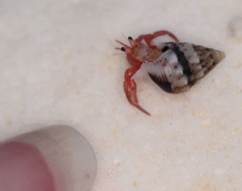 tiny hermit crab - that is my little finger (pinkie) indicating him by lbmcshutter