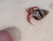7th Feb 2011 - tiny hermit crab - that is my little finger (pinkie) indicating him