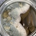 Disgusting or is it…..