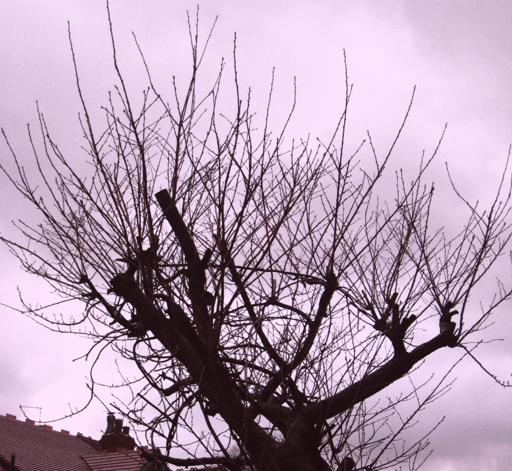 Tree in February by sarahhorsfall
