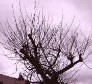 7th Feb 2011 - Tree in February