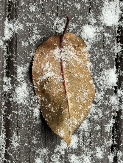 初雪 first snow by annfong365