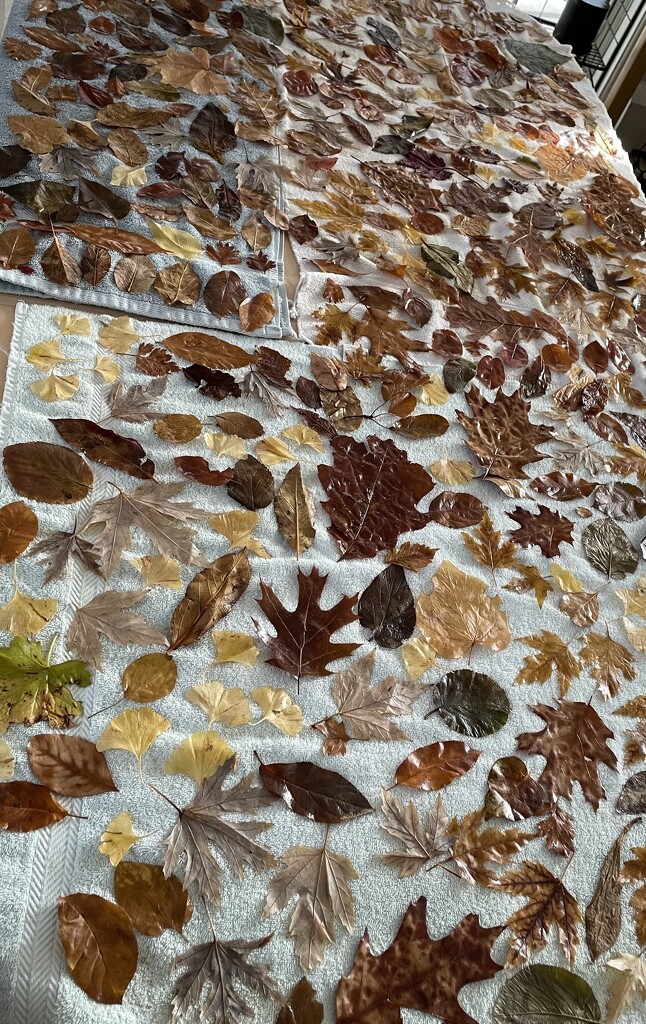Fall Forever by crpix