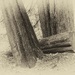 Giants 