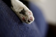 7th Feb 2011 - Cat Paw