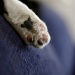 Cat Paw by laurentye