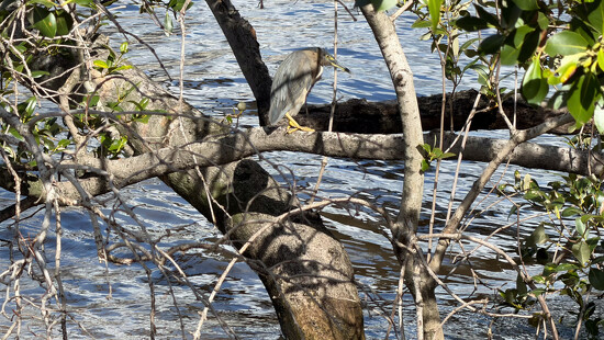 Striated Heron on the banks of the Brisbane River by hrs