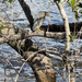 Striated Heron on the banks of the Brisbane River