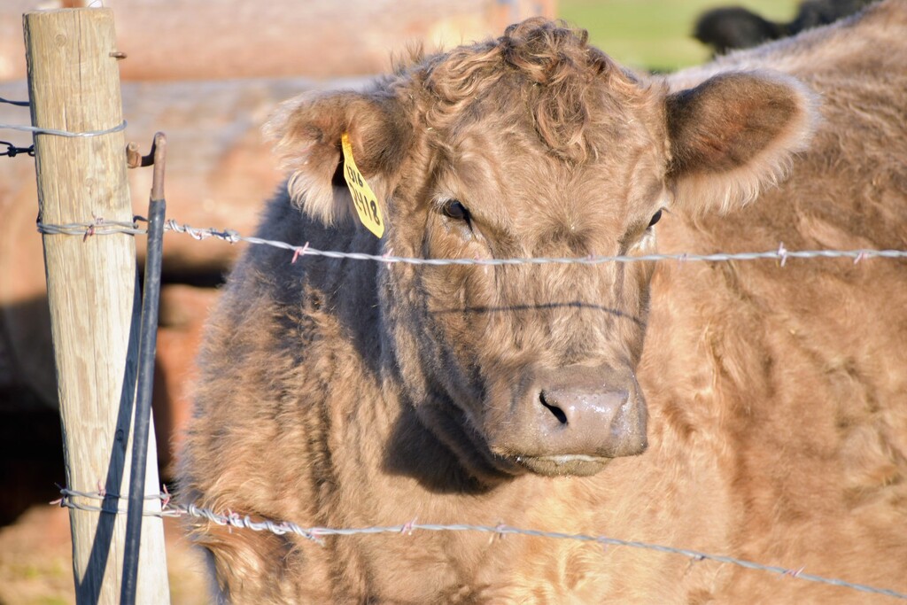 How Now Brown Cow... by bjywamer