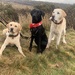 A Xmas walk
