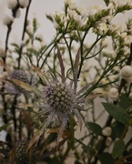 2nd Jan 2026 - Thistle