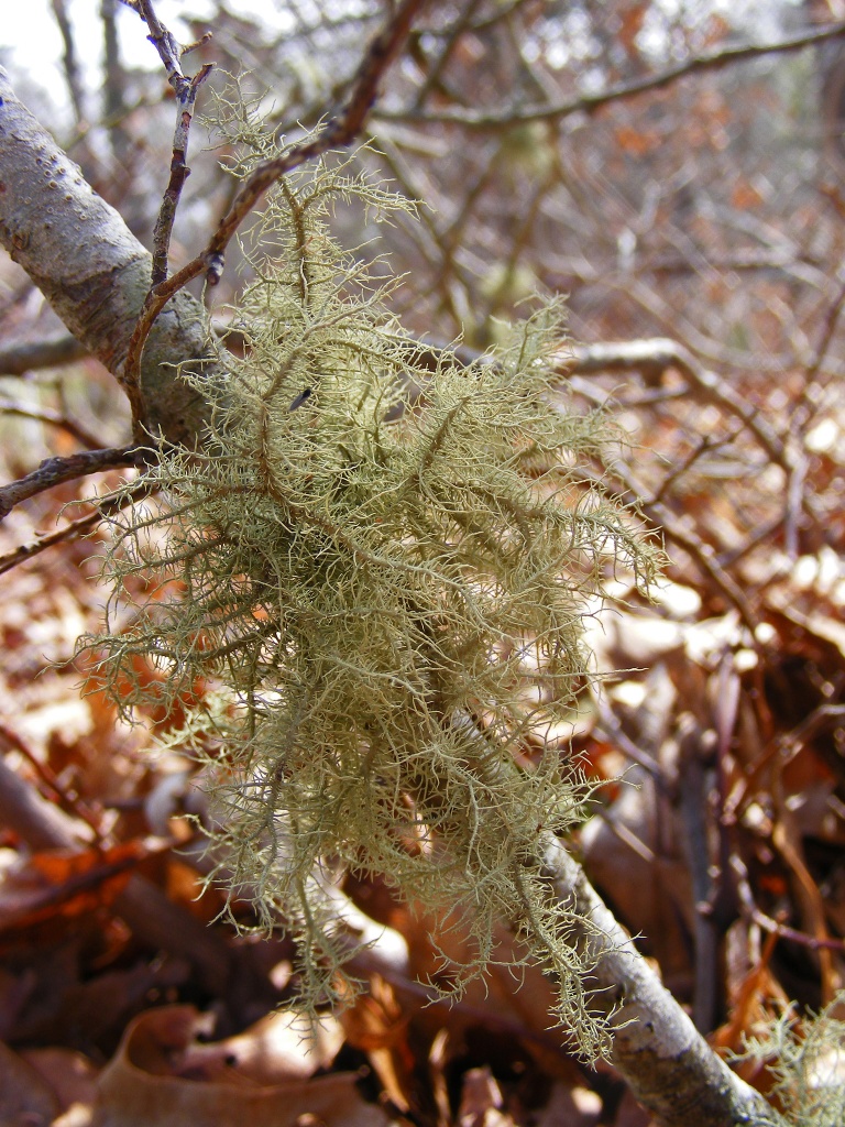 Wild Moss by lauriehiggins