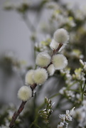 8th Jan 2026 - Fluffy