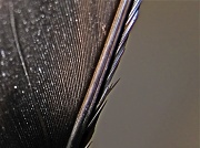 8th Feb 2011 - Feather