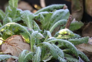 9th Jan 2026 - Frosty Morning