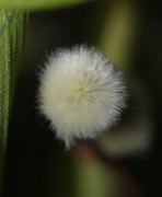 10th Jan 2026 - Fluffy part 2