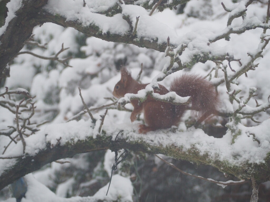 Winterguest by jacqbb