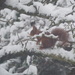 Winterguest