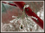 8th Feb 2011 - Frosty Twig